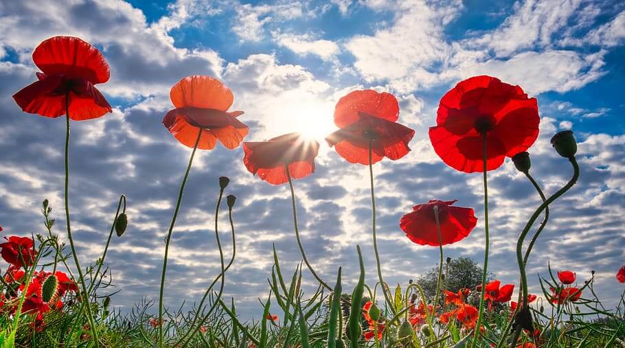 Remembrance Day Poppies