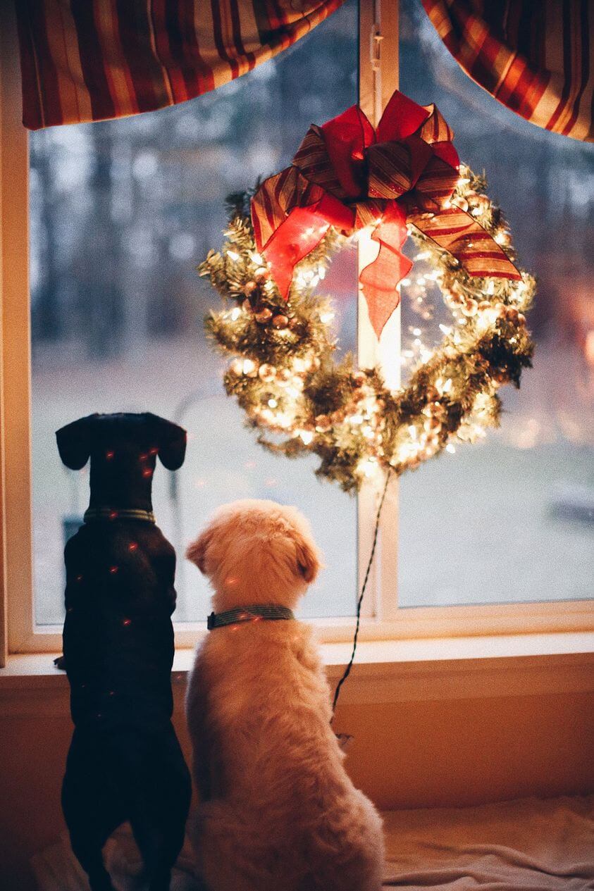 Dog and Cat Looking Out The Window At Christmas