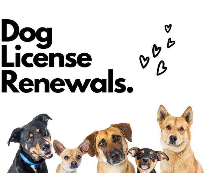 It Is Time To Renew Your Dog License!