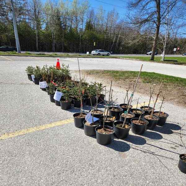Trees and Shrubs For Sale Rotary Club of Wasaga Beach