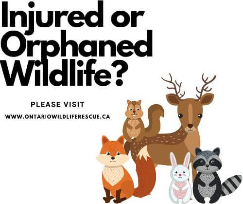 Help For Injured Or Orphaned Wildlife